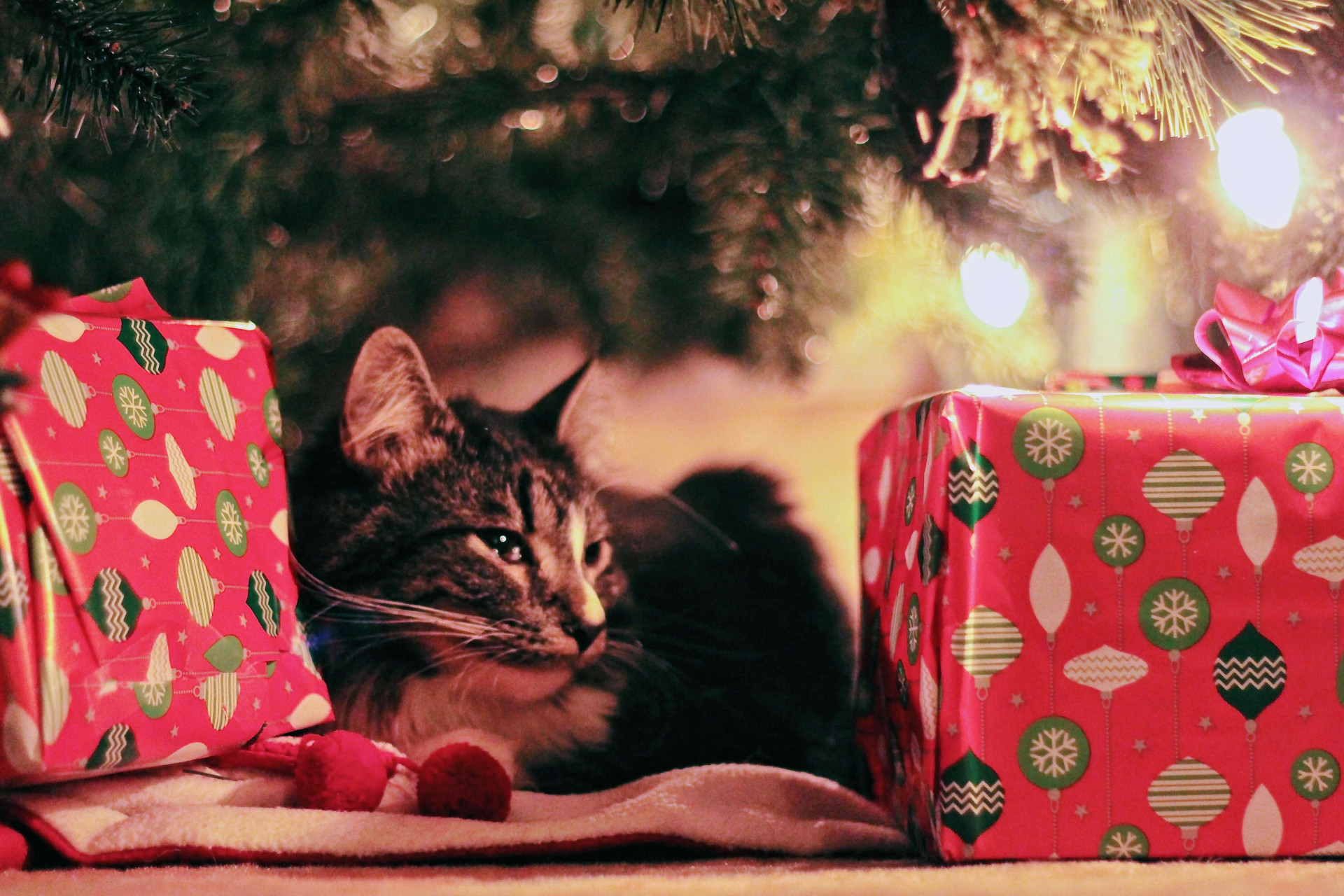 9 dicas para acalmar animais com a casa cheia no Natal: cuide dos bichinhos com cautela
