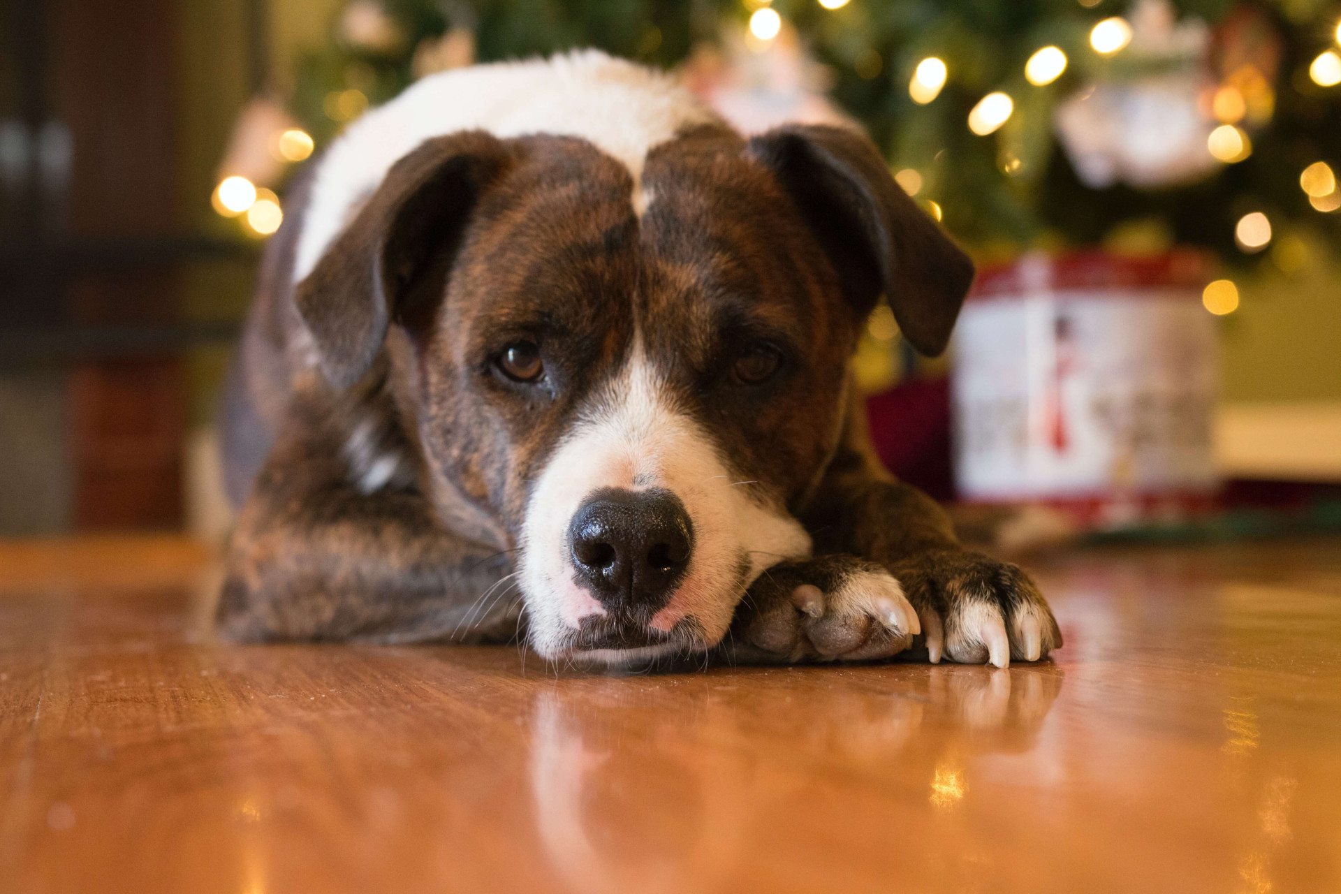 9 dicas para cuidar de cachorros no Ano Novo e não deixar que ele se assuste com barulhos
