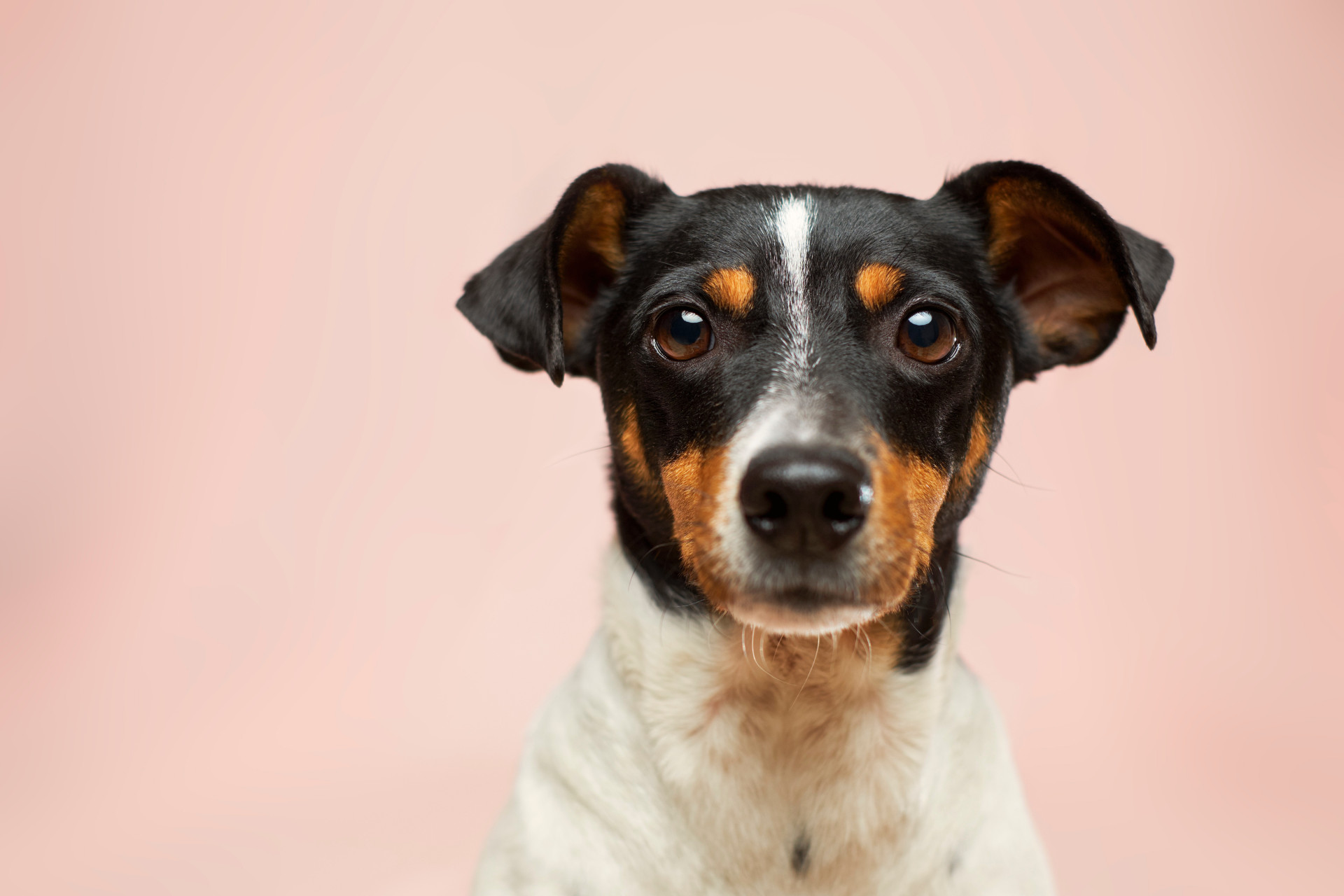 Teste Visual: Ajude o homem a encontrar seu cachorro perdido em menos de 10 segundos