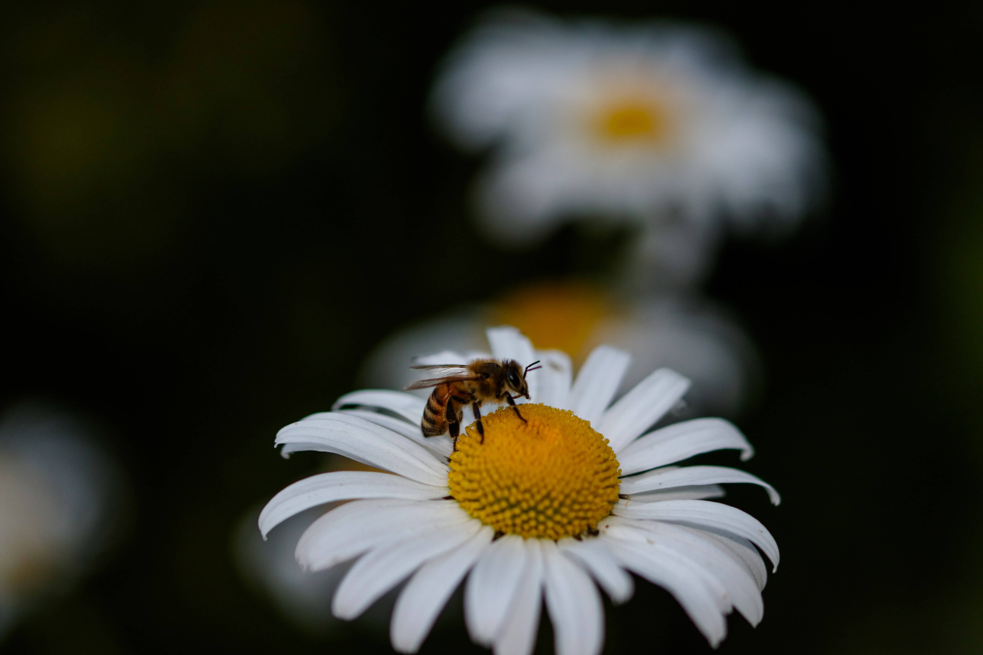 O significado espiritual das abelhas o que elas podem trazer para sua vida (Imagens: Unsplash)