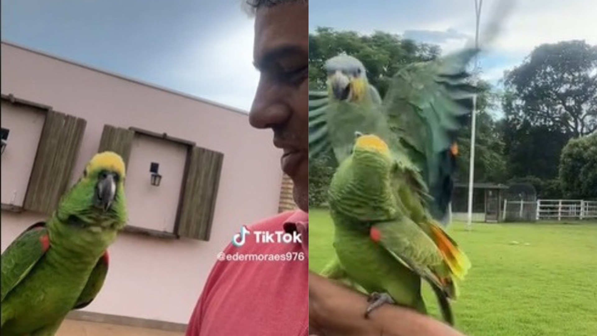 Vídeo: a risada desse papagaio encantou as redes sociais, veja que graça (Imagens: reprodução)