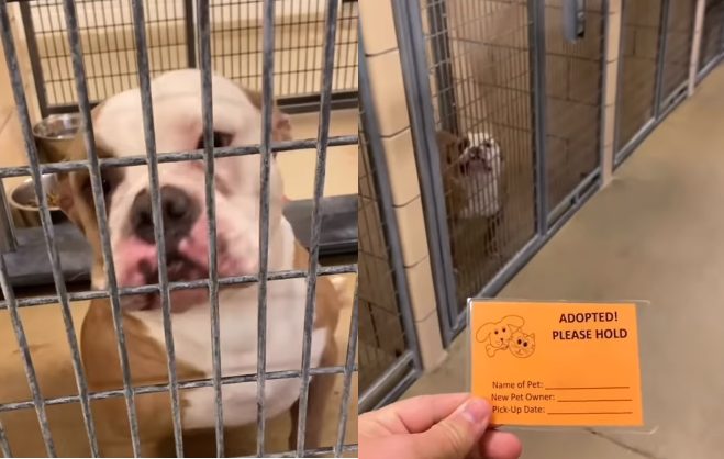 Vídeo: Após adoção, a reação de um cachorro super fofo ganha o coração dos internautas (Imagens: Reprodução/ Instagram)