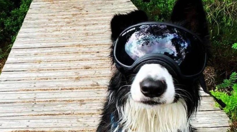 Cão da raça Border Collie precisa usar óculos devido a doença rara