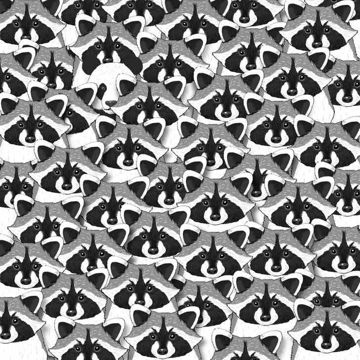 Teste de QI: Você tem 5 segundos para encontrar o panda entre os guaxinins (Imagem: Brigth Side)