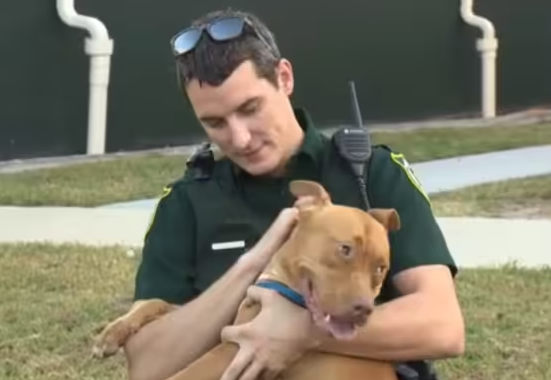 Cachorro resgatado por policiais se recusa a abandonar amigo ferido na estrada e emociona corporação (Imagem: Reprodução/ Facebook)