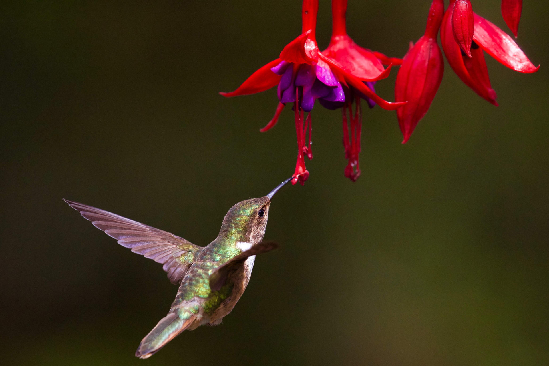 A natureza transborda amor! O significado espiritual do beija-flor irá aquecer seu coração (Imagens: Unsplash)