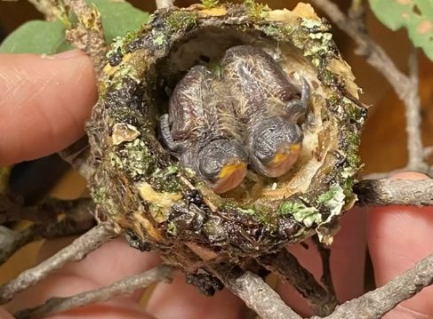 Mulher encontra ninho caído e se torna babá dos passarinhos órfãos, veja as imagens (Imagens: Arquivo Pessoal)