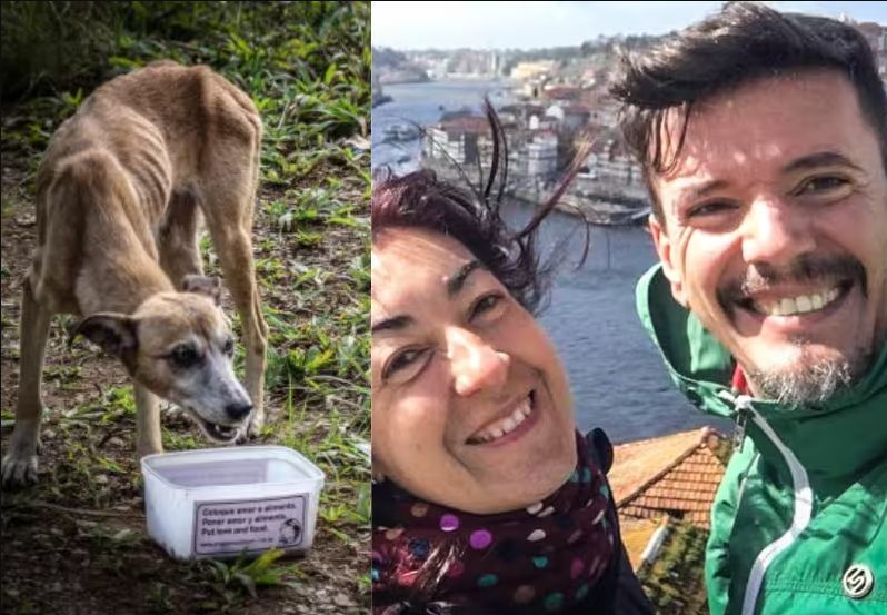 Projeto de casal brasileiro, ajuda cães pelo Brasil e ao redor do mundo (Imagens: Só Notícia Boa)