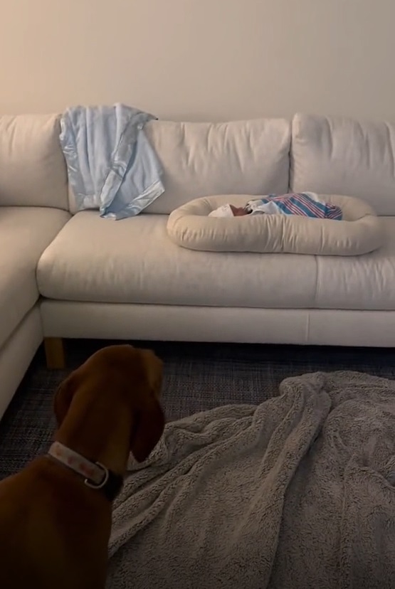 Família filma reação de cadela ao conhecer o bebê que é novo integrante pela 1ª vez (Imagem: Tiktok)