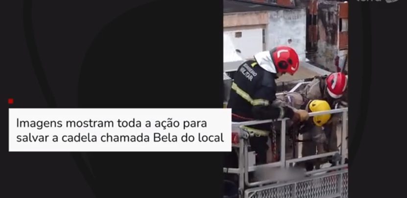 Vídeo: Bombeiros conseguem resgatar cadela após desabamento de prédio em Olinda (Imagens: Reprodução/ Youtube)