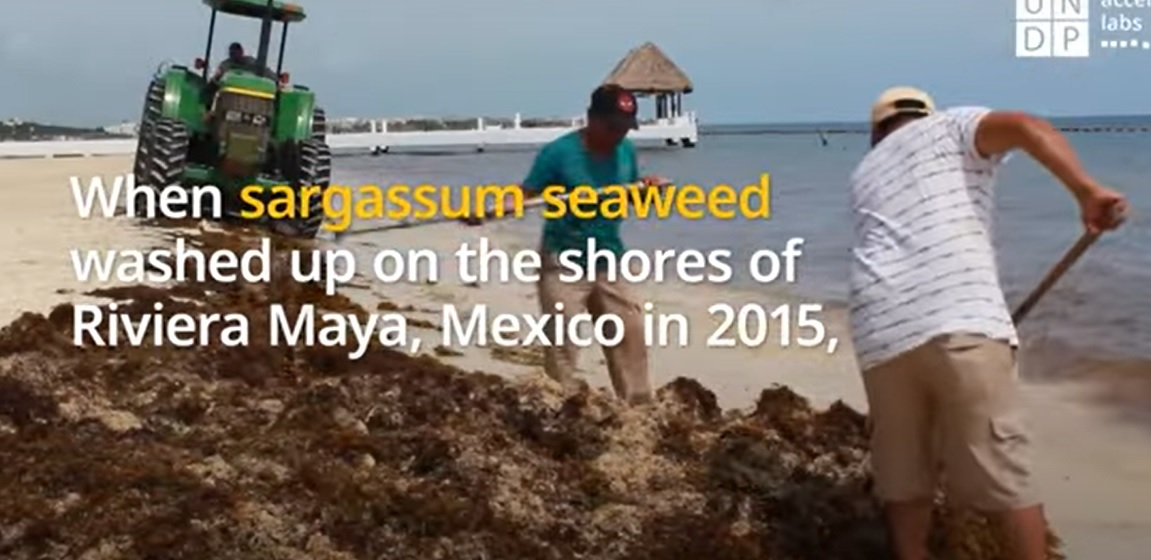 Jardineiro mexicano transforma algas em residências ecológicas e duráveis; vídeo (Imagens: Youtube)