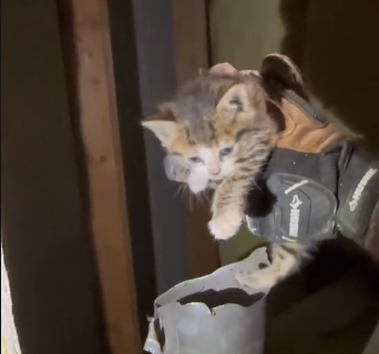 Resgate no vídeo: americana se tornou mãe de gatos ao encontrá-los presos dentro de um cano (Imagens: TikTok)