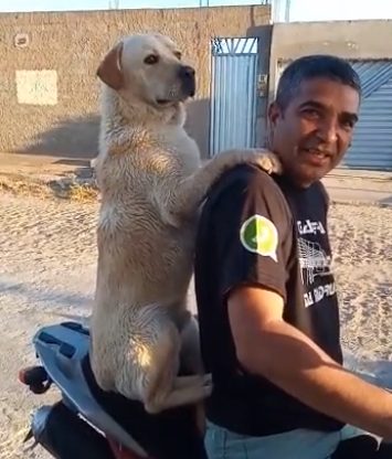 Vira-lata Aventureiro: Cachorro encantou internautas ao dar um rolê de moto (Imagem: TikTok)