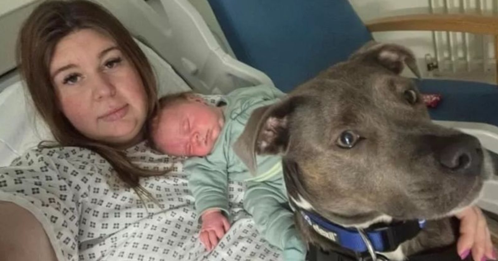 A puppy who helped her autistic owner give birth has won a Pet of the Year award