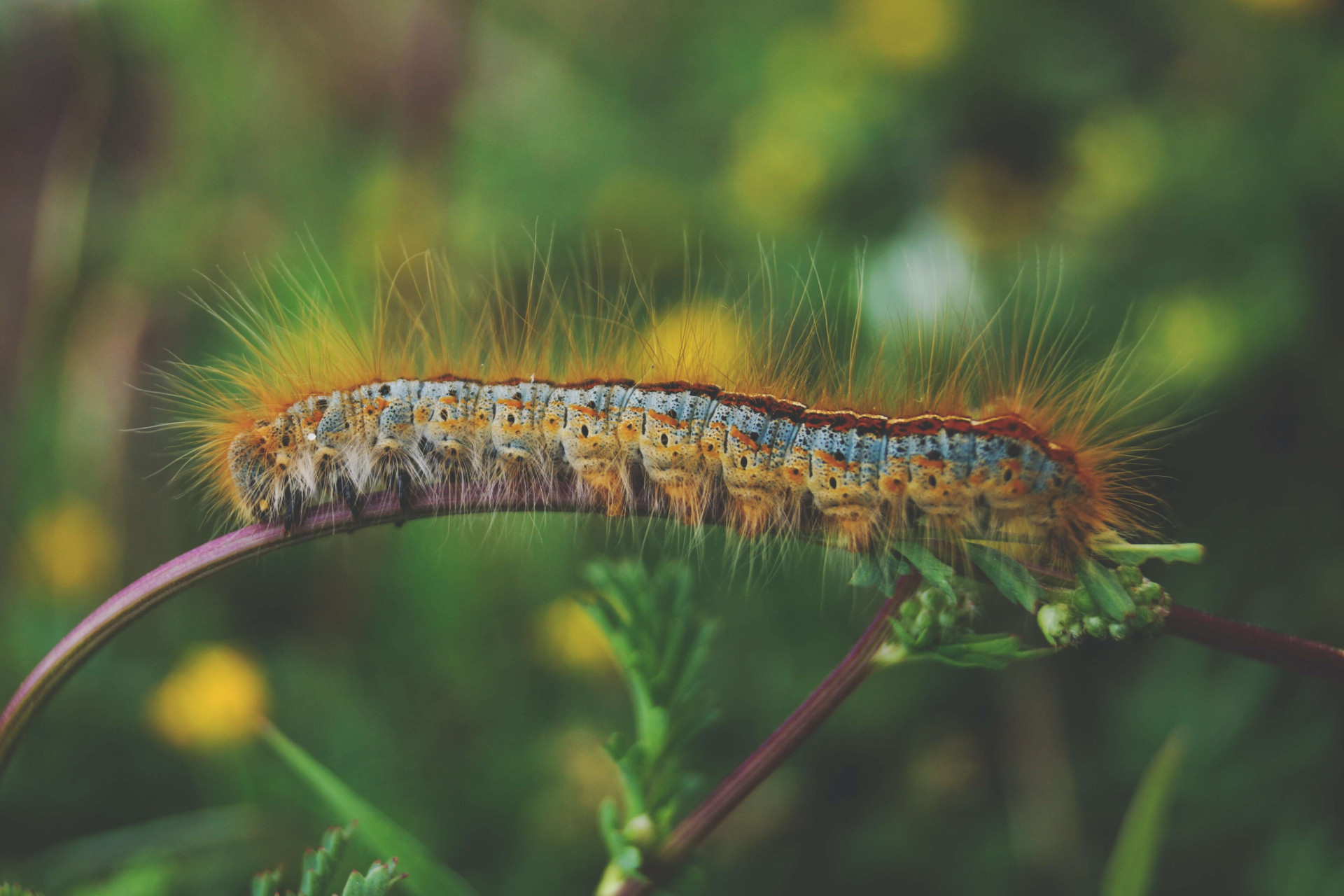 Sonhar com larvas: qual o significado desses sonhos estranhos? (Imagens: Unsplash)