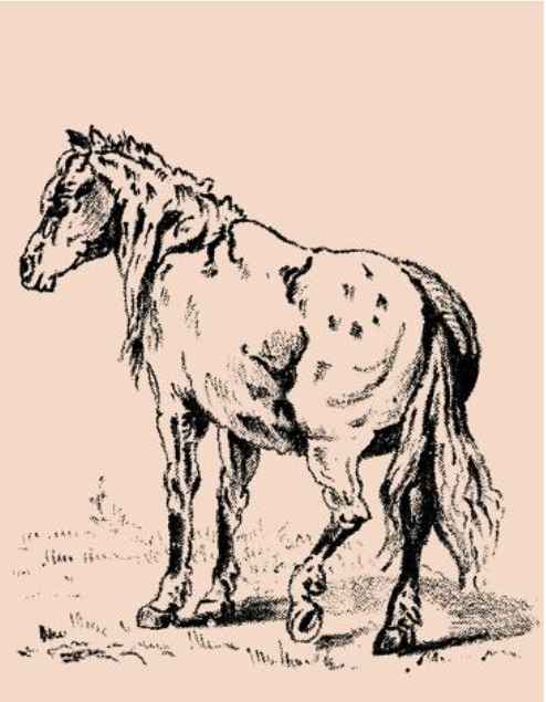 O Enigma do cavalo: Você consegue encontrar o dono em apenas 5 segundos? (Imagens: Pinterest)