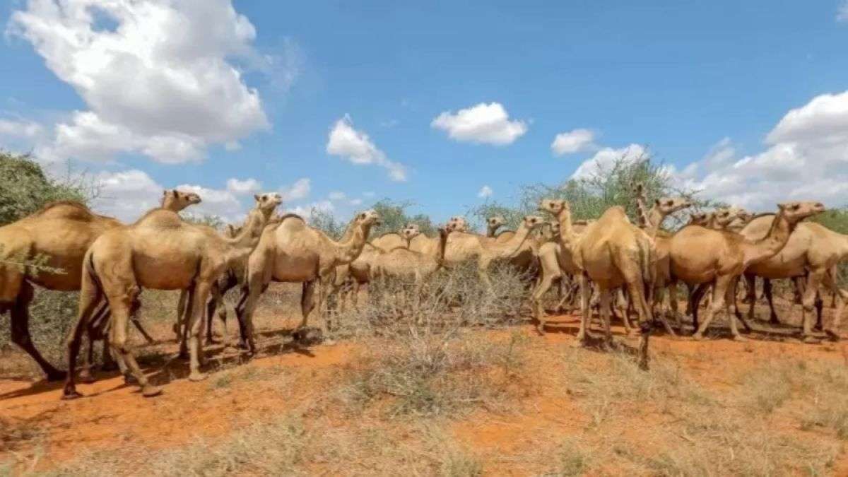 Enigma da Savana: Descubra a girafa dissimulada no meio dos camelos em apenas 5 segundos (Imagens: Jagran Josh)