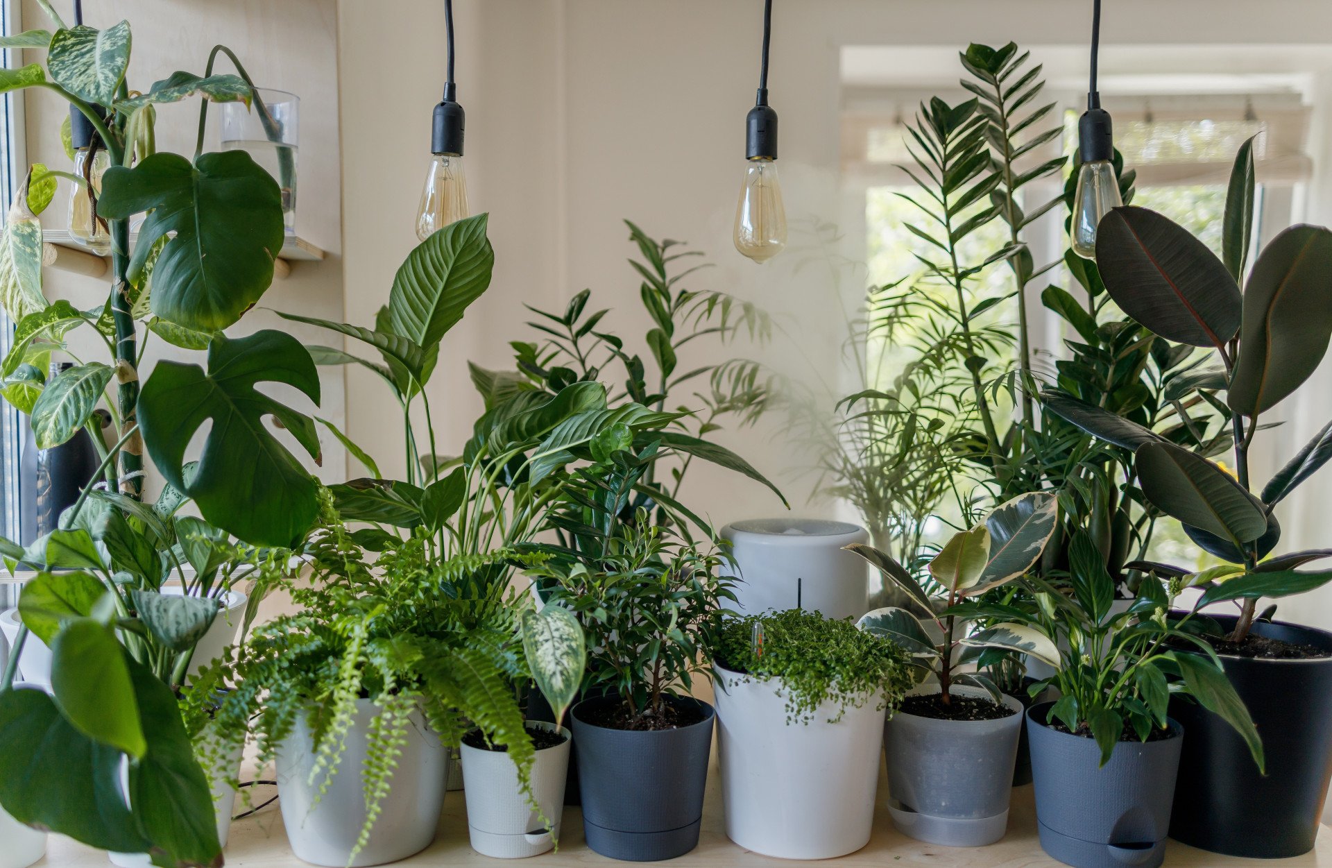 6 plantas para ter em casa durante a onda de calor (Imagens: Unsplash)
