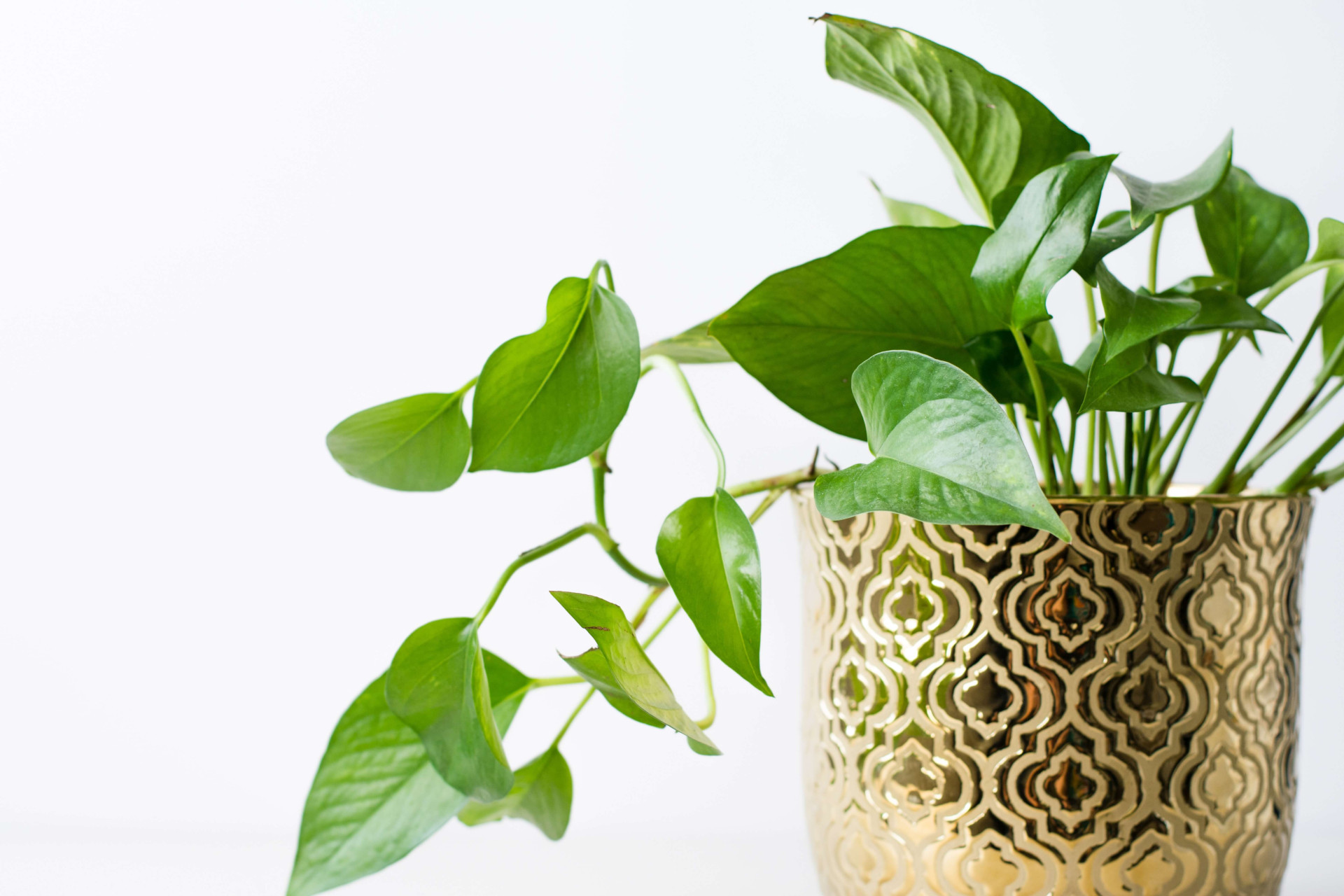 Cultive uma vida mais saudável com essas 7 plantas purificadoras (Imagens: Unsplash)