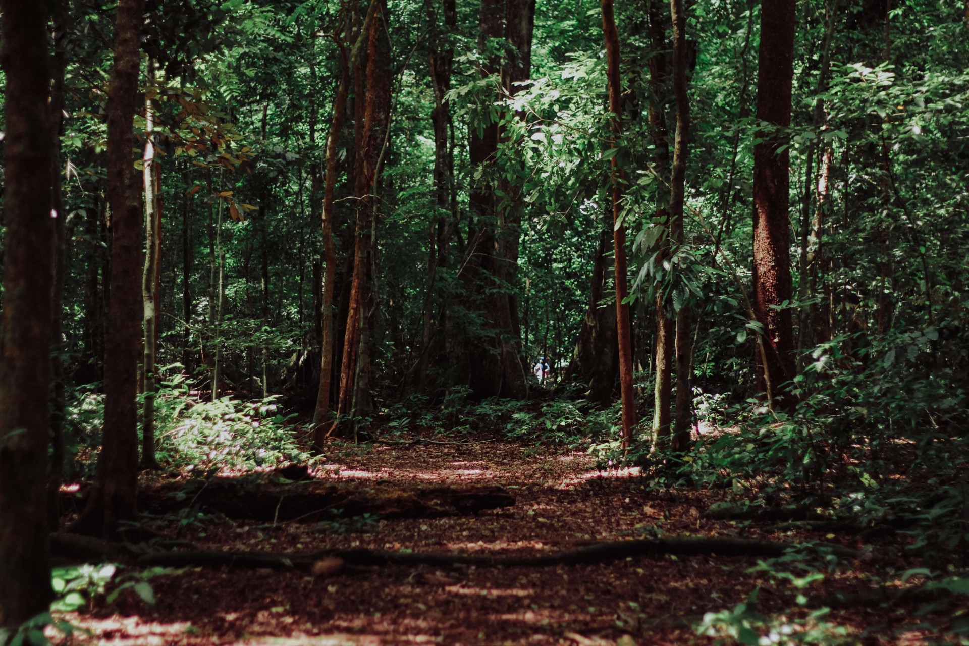 Significado de sonhar com floresta: será um sinal de mudanças na vida? (Imagens: Unsplash)
