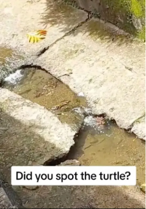 Onde está a tartaruga? 🐢
