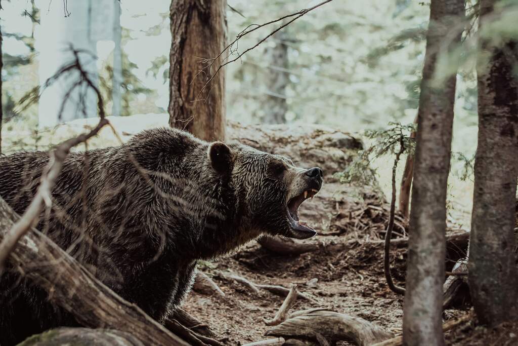 sabedoria-animal-do-urso-nas-tradições-indígenas