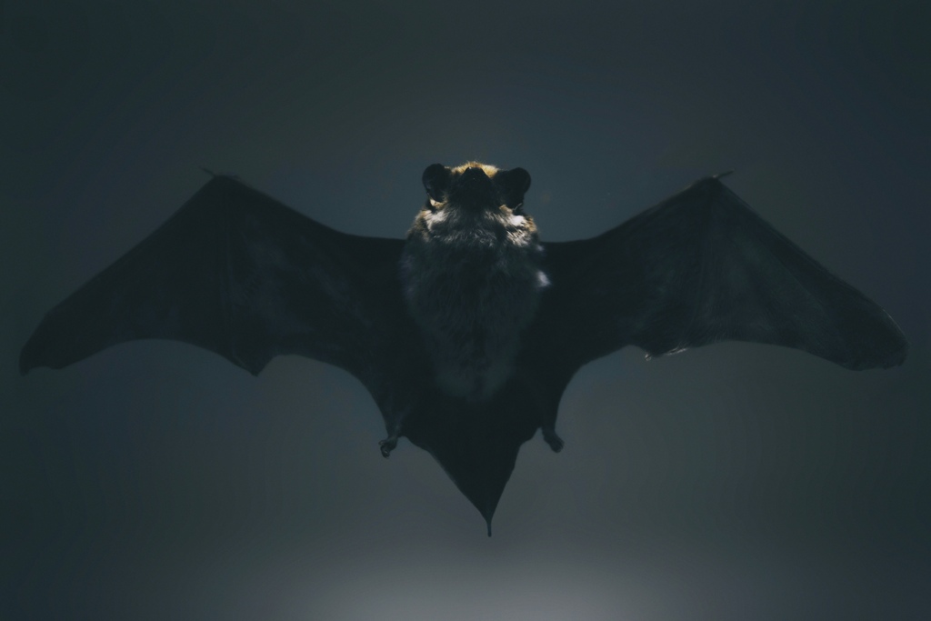 observando-morcegos-e-conectando-se-com-seu-significado