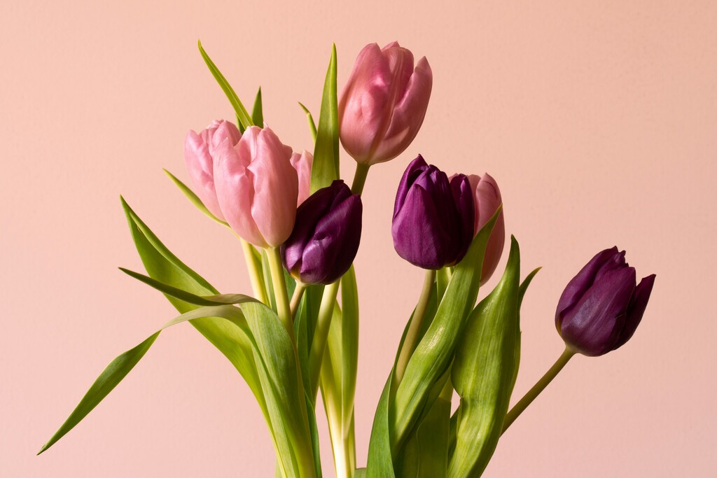 conectando-se-ao-significado-espiritual-da-tulipa
