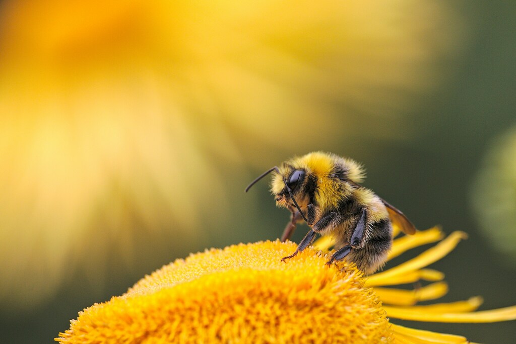 significado-espiritual-de-abelhas
