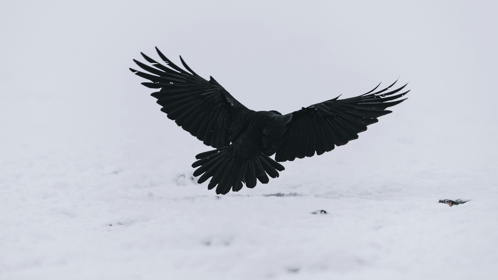 significado-espiritual-do-corvo